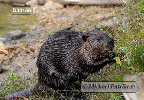North American Beaver (Castor canadensis)